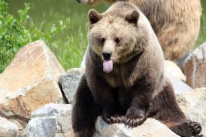 osos rock | Coolture