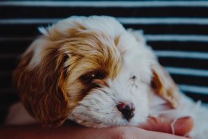 Perros humanos | Coolture