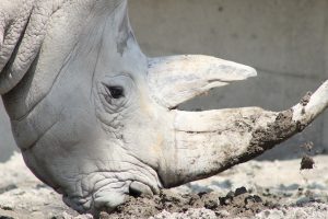 rinoceronte blanco viejo | Coolture