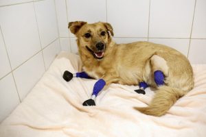 perra discapacidad prótesis | Coolture