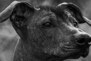 xoloescuincle historia | Coolture