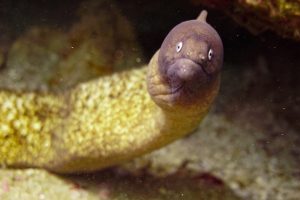 anguilas extinción | Coolture