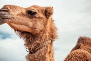 camellos bótox | Coolture