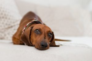 perros adopción campaña telenovelas | Coolture