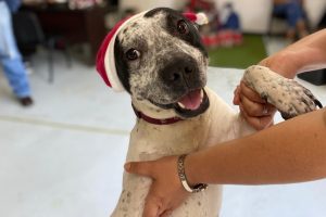 perros Reyes Magos Metro | Coolture