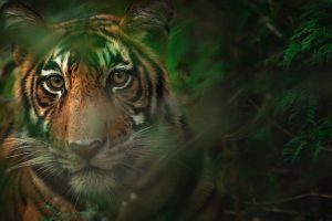 tigres Bengala censo | Coolture