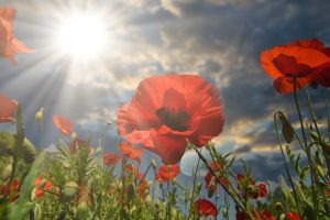 animales plantas | Coolture