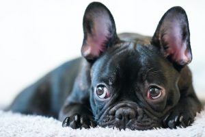 bulldog francés | Coolture