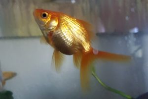 carpas doradas manejar | Coolture