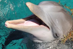 delfines clítoris | Coolture