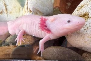 Museo Nacional Ajolote | Coolture