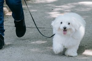 robo de perros | Coolture