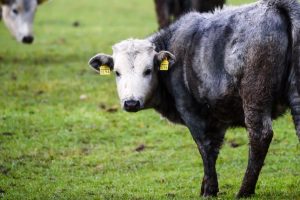 vacas azules | Coolture