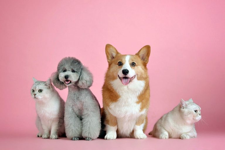 Perro bien portado, por Croquetero es alimentado.