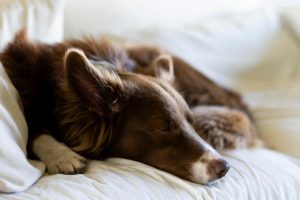 ¿Qué le trajo Santa a Pambazo? Su desparasitada | Coolture